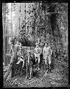 Loggers and woman with big cedar tree near Charley Creek, 11/18/1935, #14230_1