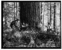 Logging with an early power-driven 2-man saw, 8/1/1944-8/2/1944, #21115_1