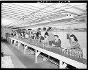 Lamb Grays Harbor Co. plant interior with women workers, 5/11/1945, #21789_1