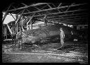 Butchering whale at whaling station, circa 1920, #3602_1