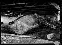 Butchering sperm whale at  American Pacific Whaling Co. station, circa 1920, #3603_1