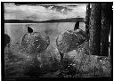 Whale catch floating outside whaling station, circa 1920, #3604_1