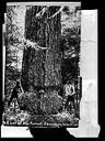 Two loggers with big tree, circa 1890, #4434_1