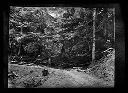 Large cedar nurse log near Cosmopolis, 1908, #4462_1