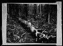 Bull team on skid road, downtown Vancouver, B.C., 1882, #4706_1