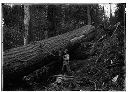 Bucking fir log, circa 1912, #4953_1