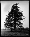 Tree near Montesano, 3/14/1931, #12225_1