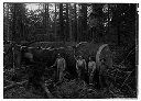 Wynooche Lumber Co. loggers with logs and cable , circa 1900, #5012_1