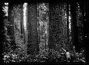 Man with axe in stand of fir timber, circa 1922, #5018_1