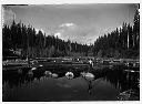 Logger in log pond, circa 1917, #5021_1