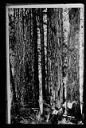 Douglas fir timber, Grays Harbor Washington, circa 1915, #5027_1