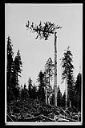 High climber topping tree, Grays Harbor, circa 1925, #5048_1