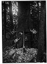 Group of loggers felling spruce tree, circa 1900, #5096_1