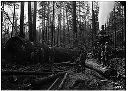 Yarding spruce timber, circa 1917, #5097_1