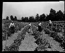 Pickering Pea Packing Co. fields with workers, 7/11/1932-7/26/1932, #7501_1