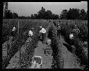 Pickering Pea Packing Co. fields with workers, 7/11/1932-7/26/1932, #7502_1