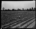 Pickering Pea Packing Co. fields with workers, 7/11/1932-7/26/1932, #7505_1