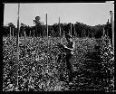 Pickering Pea Packing Co. fields with worker, 7/11/1932-7/26/1932, #7506_1