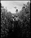 Two men in Pickering Pea Packing Co. fields, 7/11/1932-7/26/1932, #7510_1