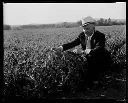 Man with pipe in Pickering Pea Packing Co. fields, 7/12/1934, #7513_1