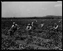 Pickering Pea Packing Co. fields with workers, 7/12/1934, #7519_1