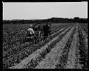 Horse team and worker in Pickering Pea Packing Co. field, 7/12/1934, #7521_1