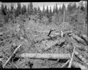 Man with felled trees, 8/25/54-8/26/54, #28524_1