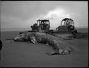 Dead whale and bulldozers  at Copalis Beach, circa 1961, #38932_1