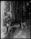 Loggers on springboards chopping tree, circa 1918, #10061_1