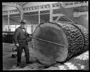 Man scaling big log in mill, 5/1929, #11377_1