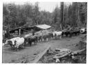 Bull team on skid road, circa 1907, #11397_1