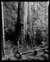 Loggers with big cedar tree near Charley Creek, 11/18/1935, #14230_2