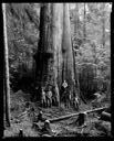 Loggers and woman with big cedar tree near Charley Creek, 11/18/1935, #14230_3