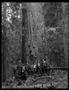 Identified men at foot of big tree near Queets, 10/1941, #18870_1