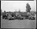 Three log trucks loaded with giant logs, 8/1942, #19702_1