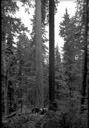 Charles A. Middleton in timber at Smith Creek, Pacific County , 11/1947, #23657_1