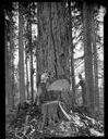 Loggers with springboards, axes and big tree, 12/1947, #24051A_1