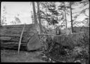 Three men with saw and big felled tree, 12/1947, #24053_1