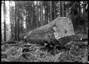 Bucker sawing big felled tree, Smith Creek, 12/1947, #24055B_1