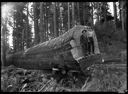 Edwin A. Hobi and unidentified bucker at Smith Creek on felled tree, 12/1947, #24056_1