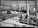 SS American, 6/20/1955, #29481_1