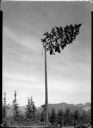 Tree topping by Ed Malinowski at Anderson & Middleton Donkey Creek Camp, 8/11/1956, #31360_1