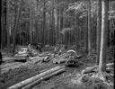 Reforestation (Growing a Forest), 8/21/1956-8/22/1956, #31419_1