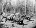 Hauling logs with horse teams, circa 1900, #31449_1