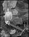 Native American man cutting cedar tree for canoes, 3/26/64, #45770_1