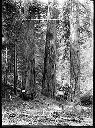 Fir timber near Detroit, Oregon, circa 1907, #G0060_1