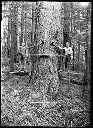 Fir Timber near Detroit, Oregon, circa 1907, #G0063_1