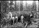 Wynoochee Lumber Co., circa 1910, #G0148_1