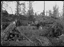 Loggers among felled trees, 12/1/1922, #G0154_1