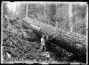 Bucking Fir Log , circa 1910, #G0200_1